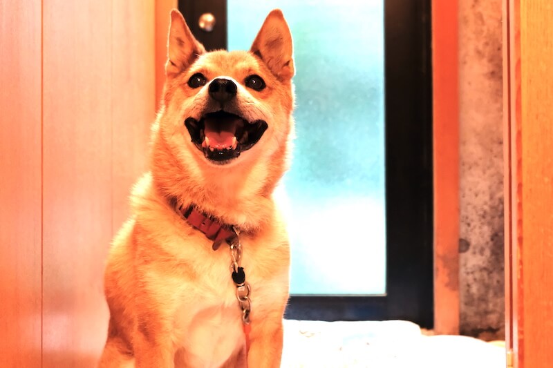 柴ミックスのミシェル