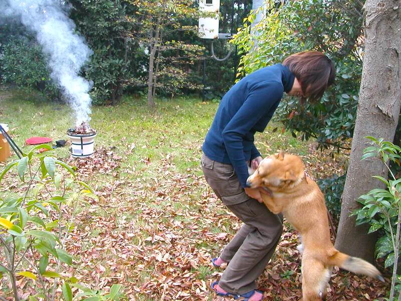 ミックス柴のミシェル