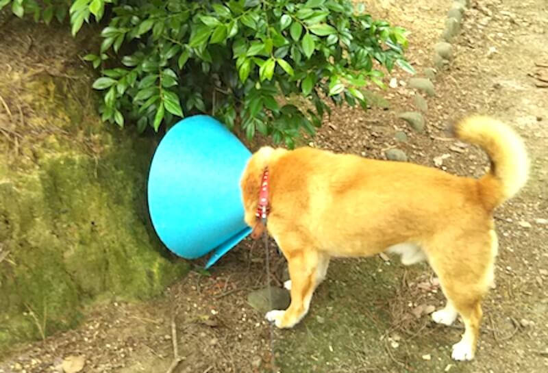 エリカラで散歩