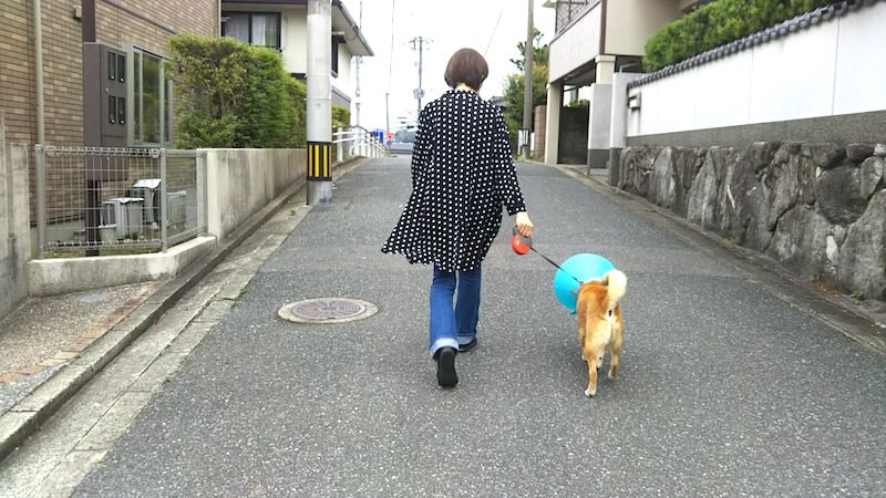 柴犬ミシェル