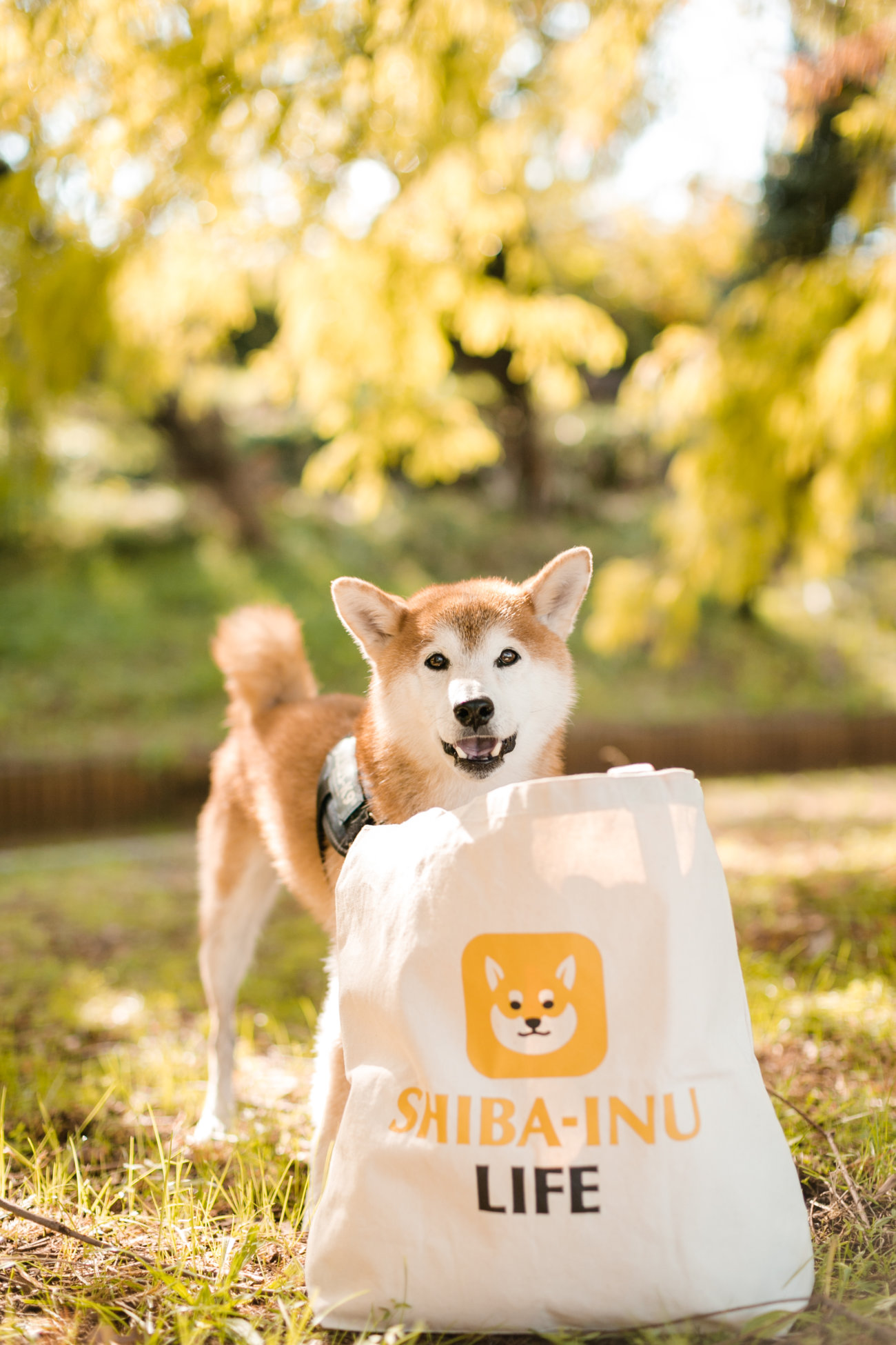 雑誌,柴犬ライフ