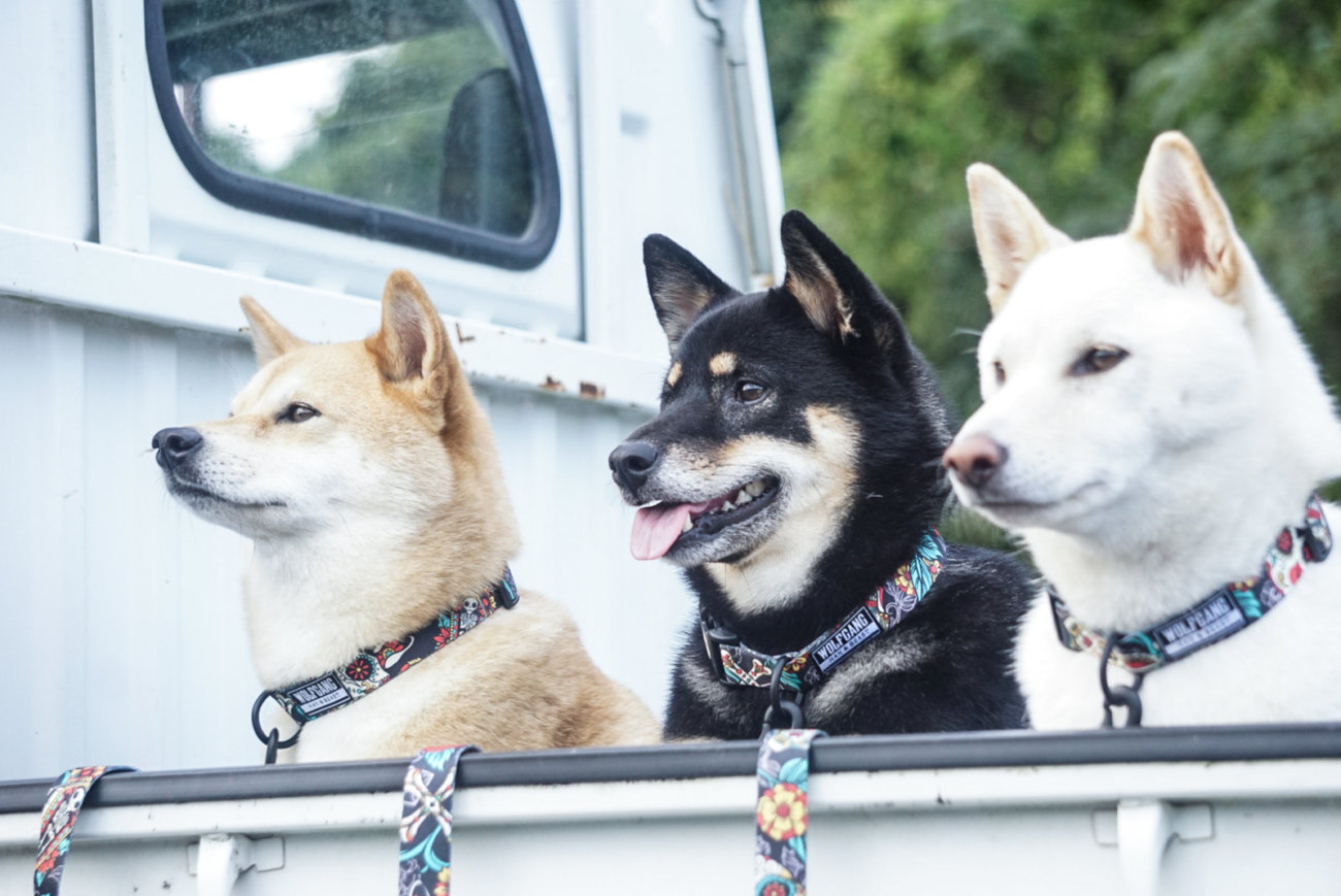 柴犬,リード,ウルフギャング