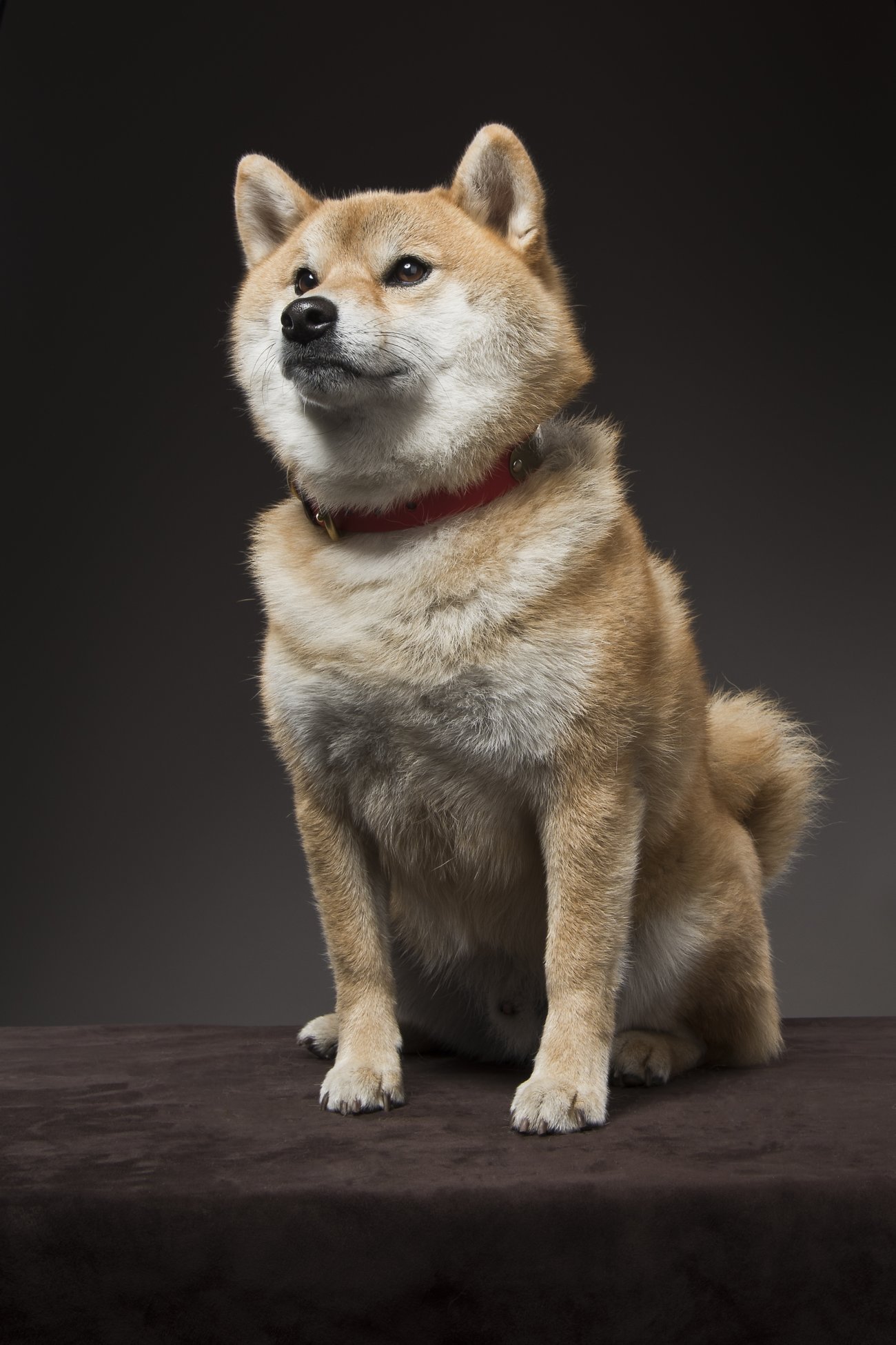 内山慎吾,柴犬