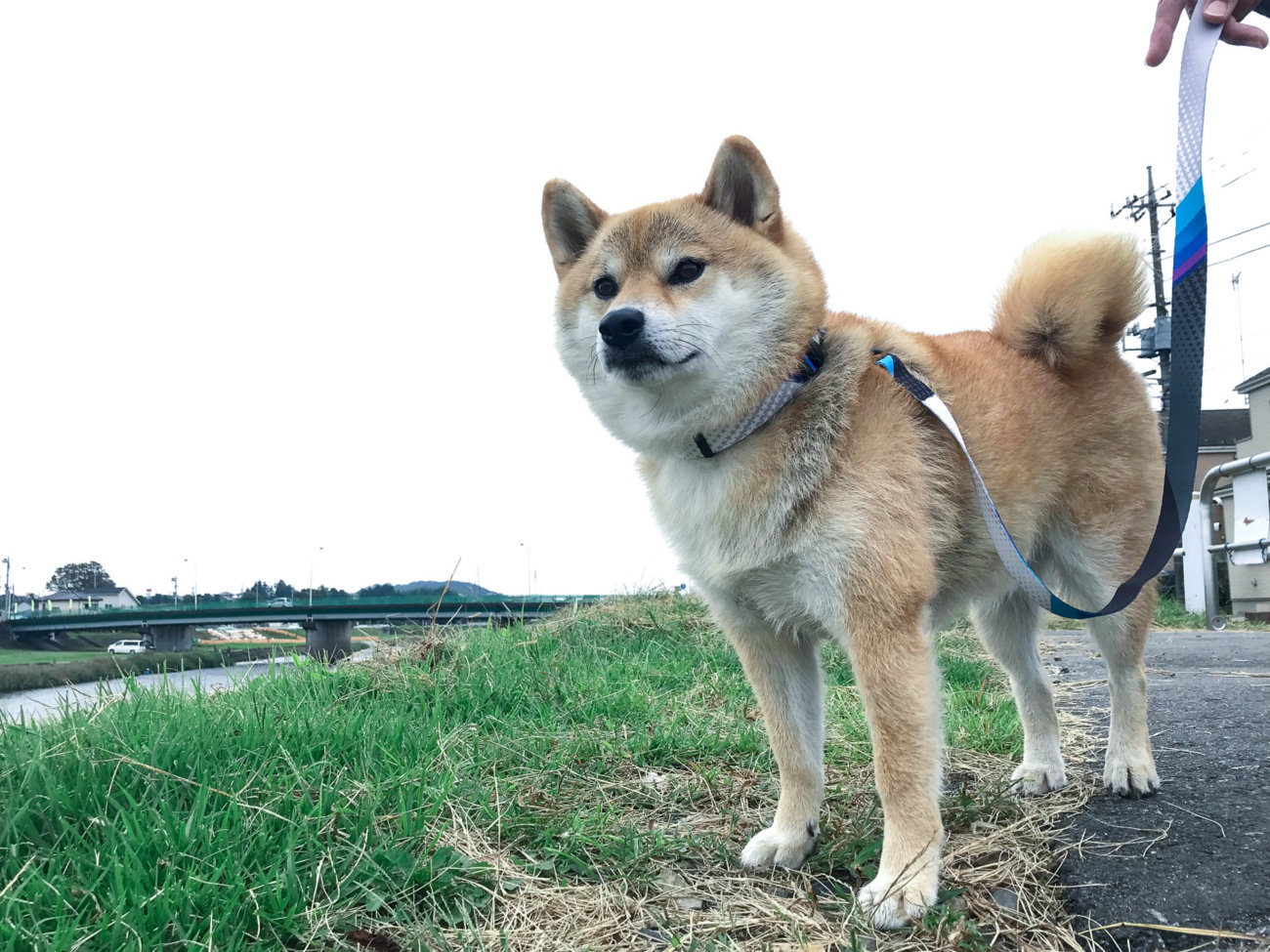 柴犬,リード,ウルフギャング