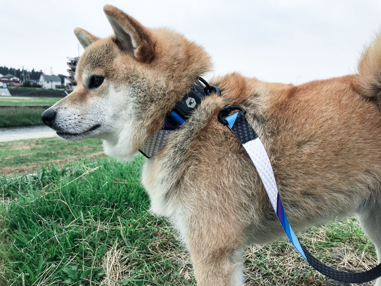 柴犬,リード,ウルフギャング