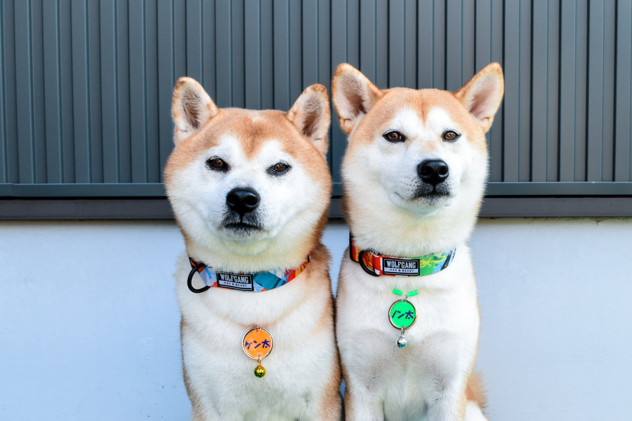 柴犬,リード,ウルフギャング