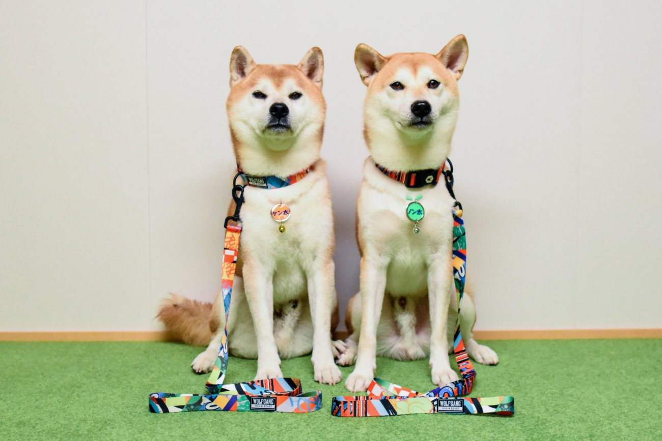 柴犬,リード,ウルフギャング