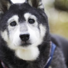 【特集】レジェンド柴の肖像ー12歳を超えて