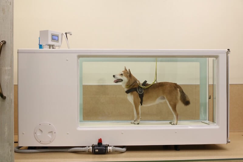 ウォータートレッドミル