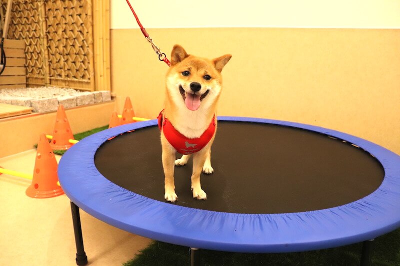 フィットネス(トランポリン)