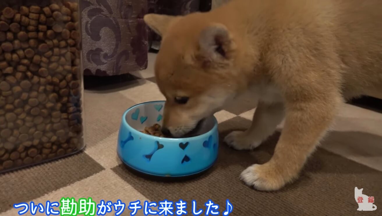 柴犬,YouTube