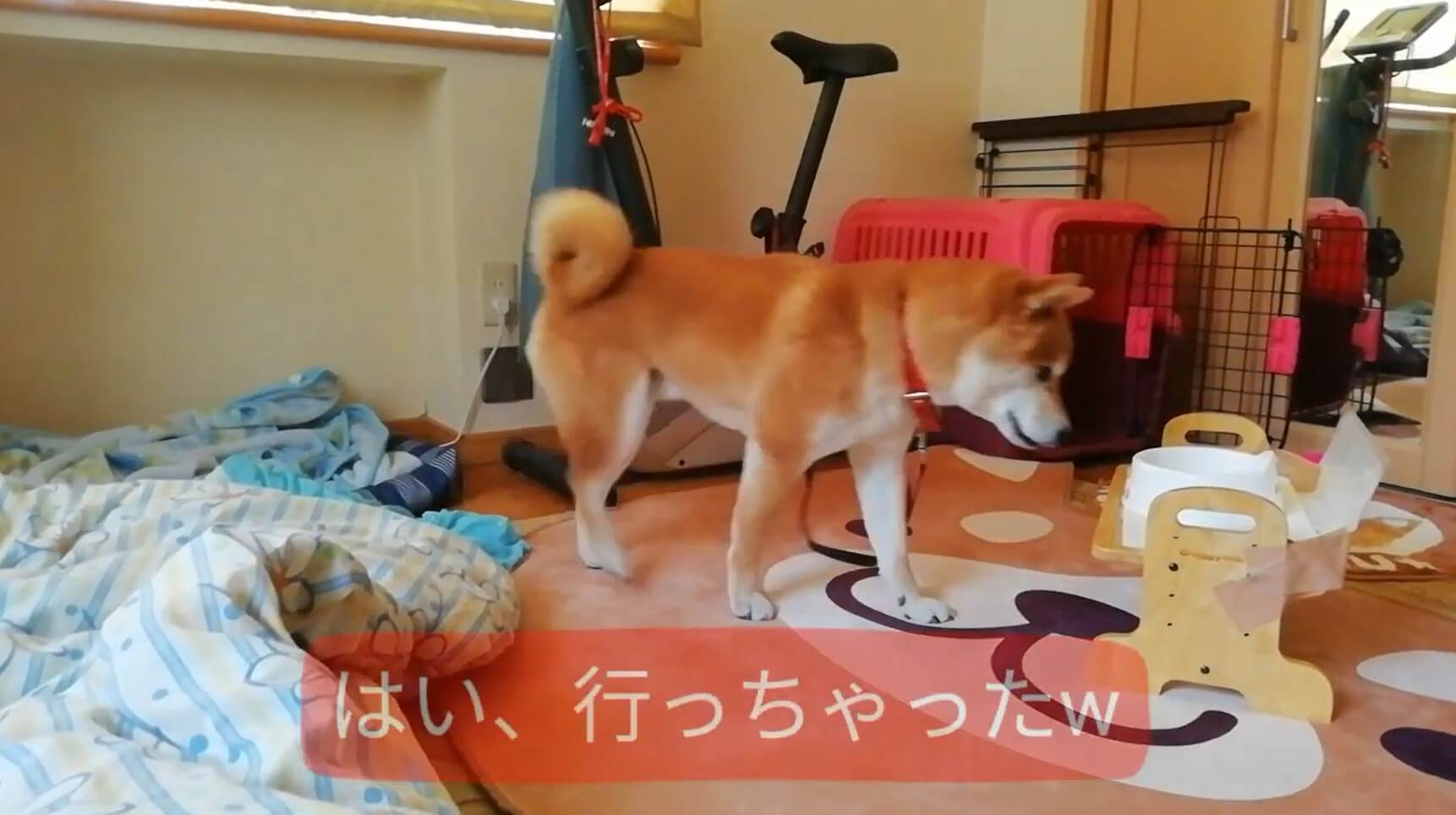 柴犬,YouTube