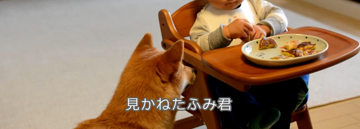 柴犬,YouTube