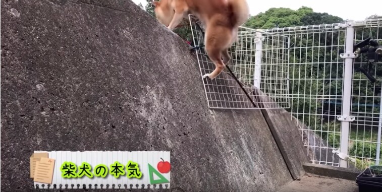 柴犬,YouTube