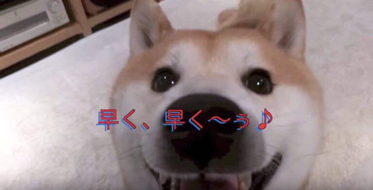 柴犬,YouTube