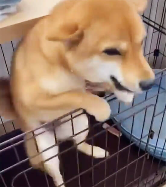 柴犬,ケージ
