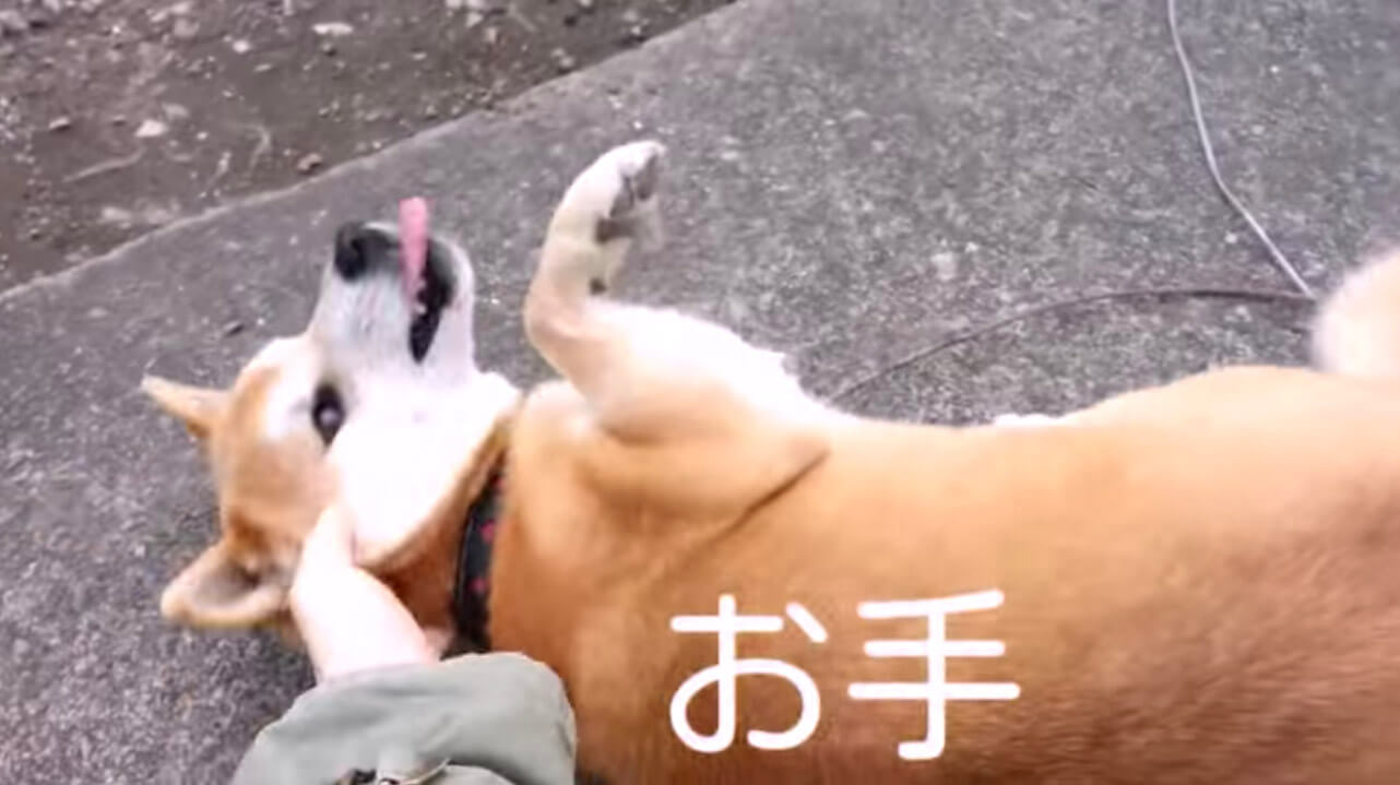 柴犬,YouTube