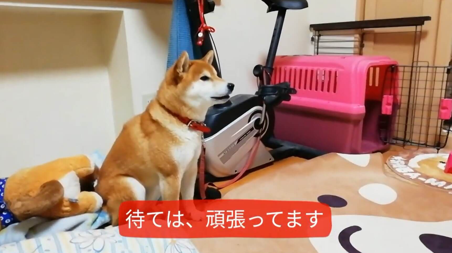 柴犬,YouTube