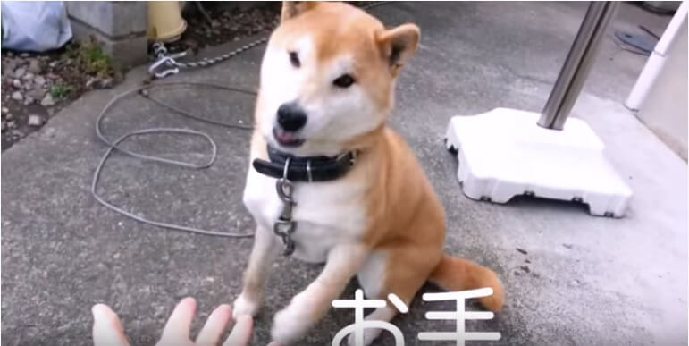 柴犬,YouTube