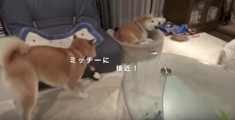 柴犬,YouTube