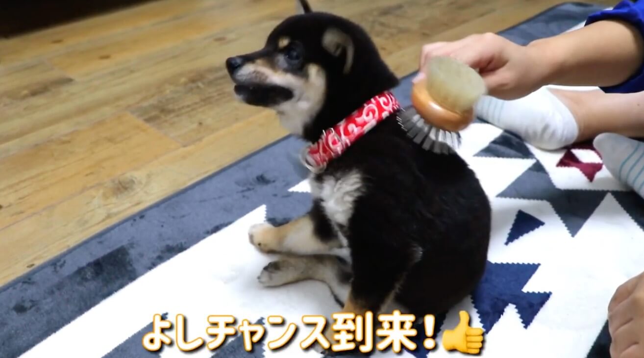柴犬,YouTube