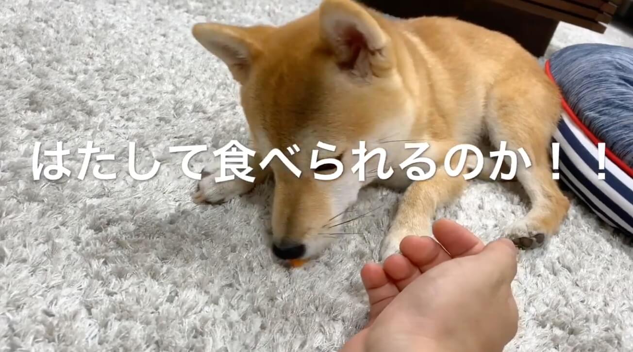 柴犬,YouTube