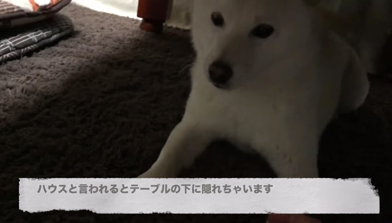 柴犬,YouTube