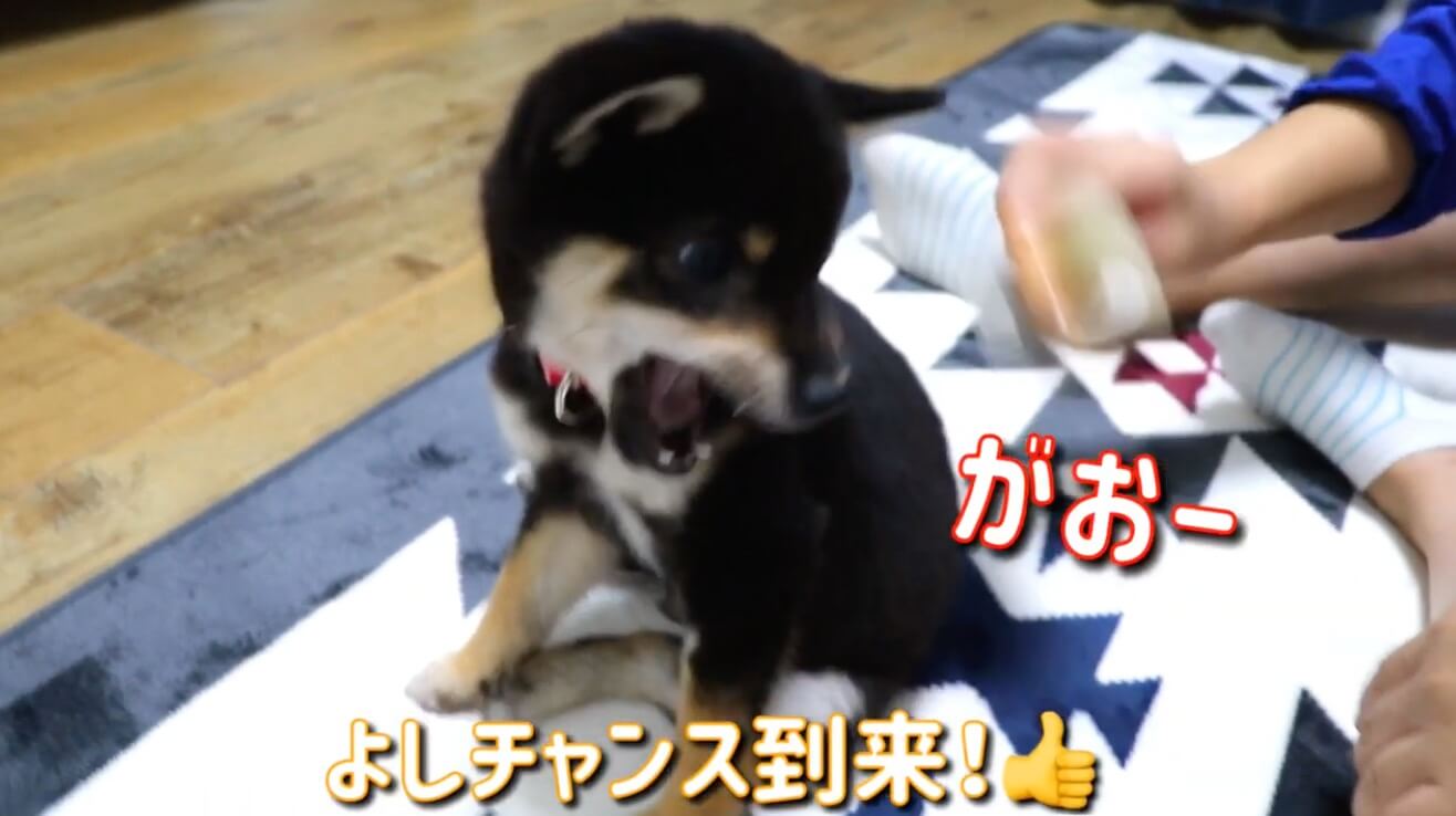 柴犬,YouTube
