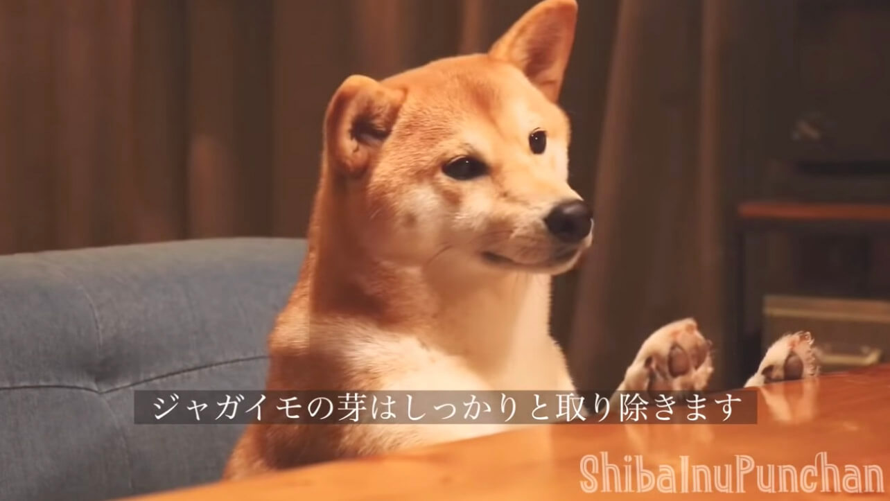 柴犬,YouTube