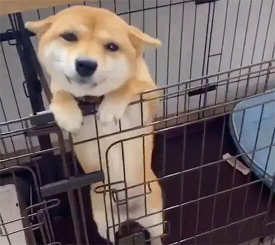 柴犬,ケージ