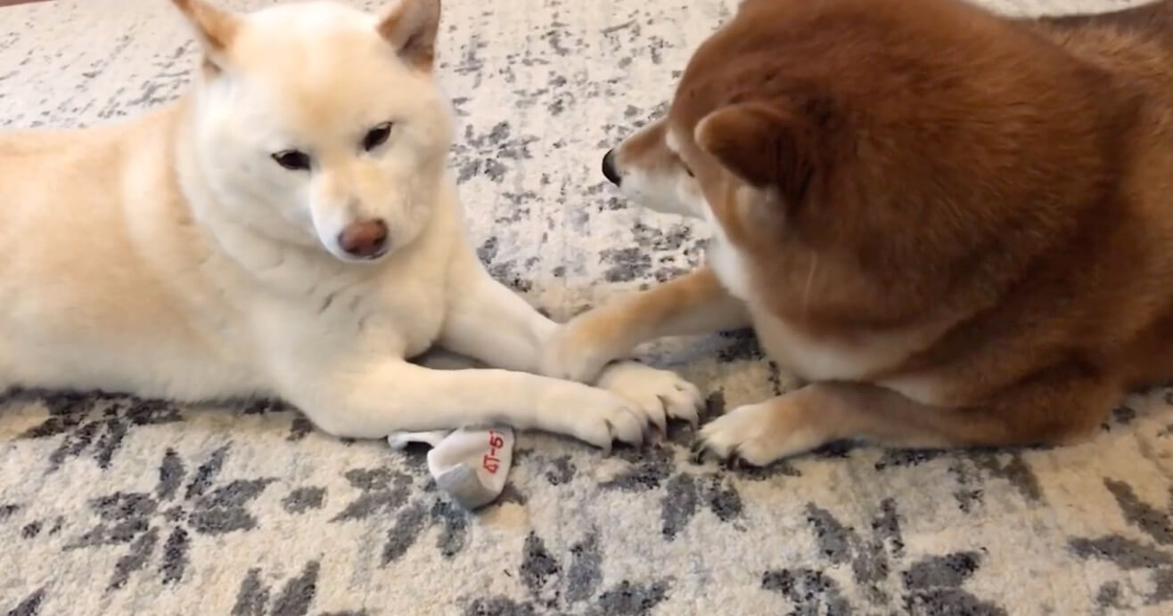 仲良し柴犬さん♡ こんな優しい光景見たことない…柴犬同士の仲睦まじい「タッチ」が微笑