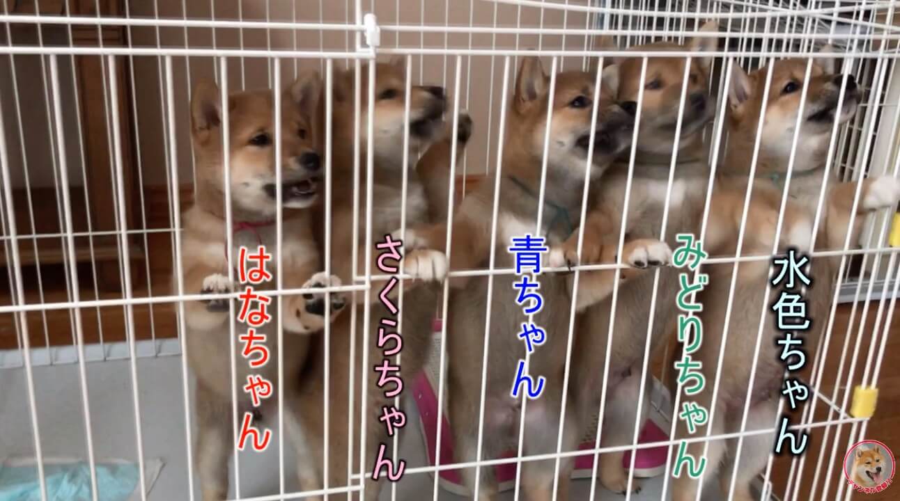 柴犬,YouTube