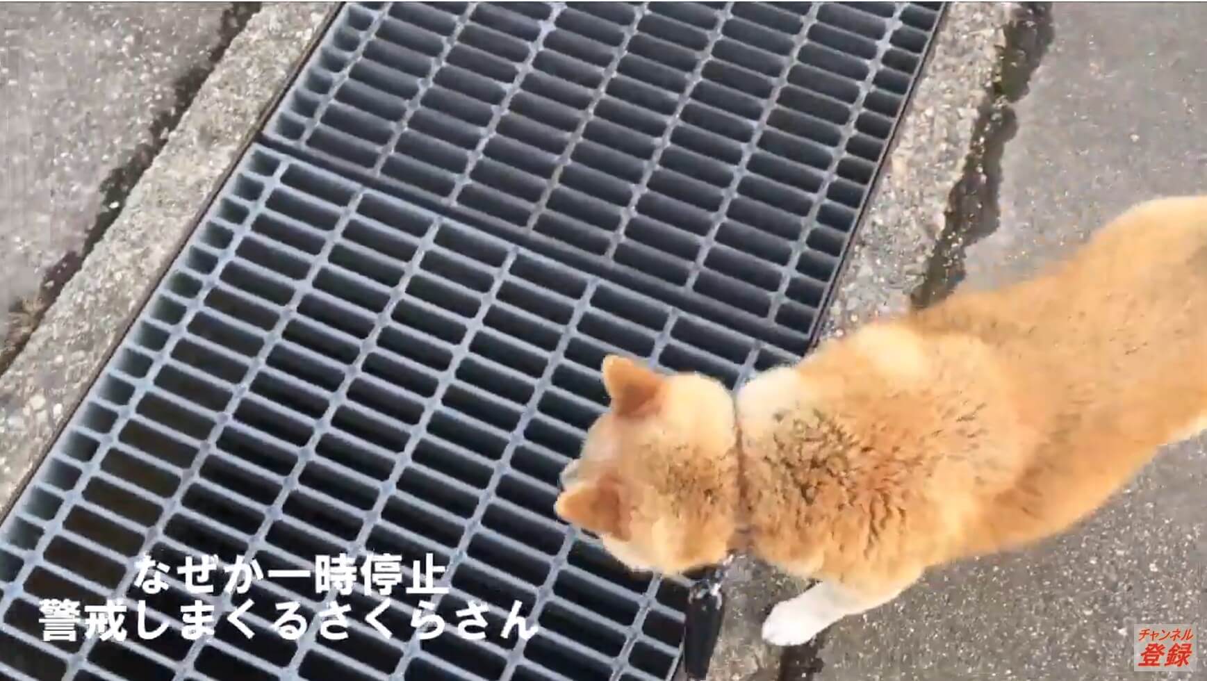 柴犬,YouTube