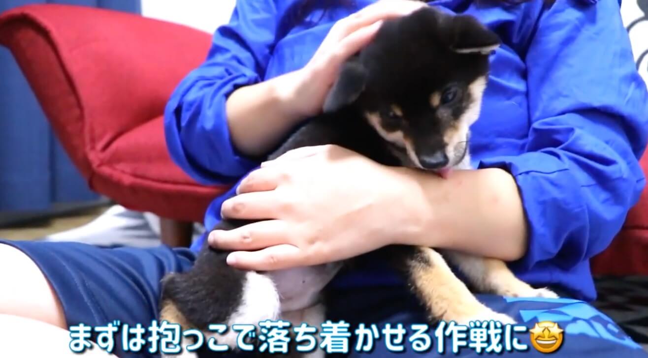 柴犬,YouTube