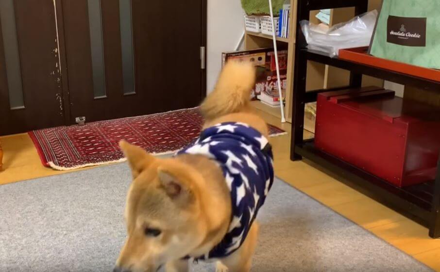 柴犬,YouTube