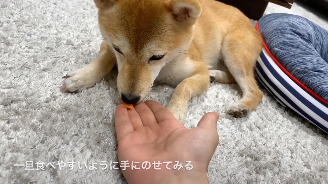 柴犬,YouTube