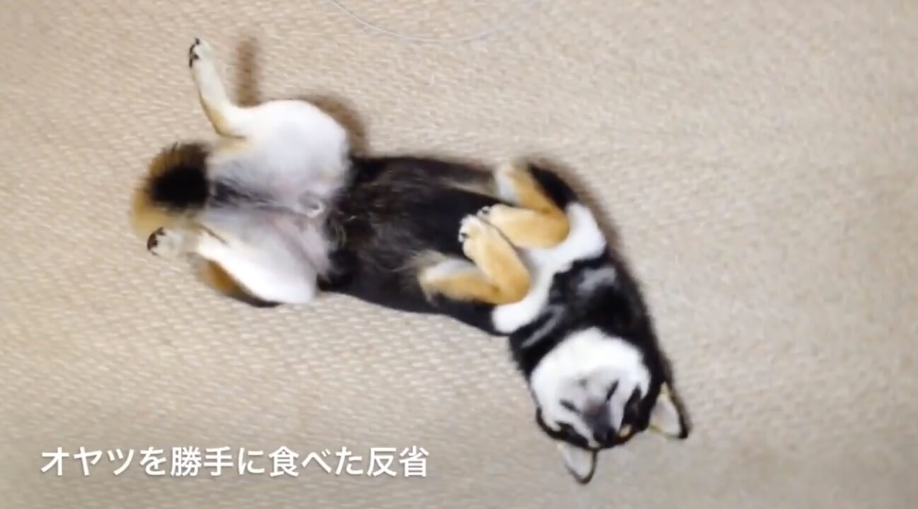 柴犬,YouTube