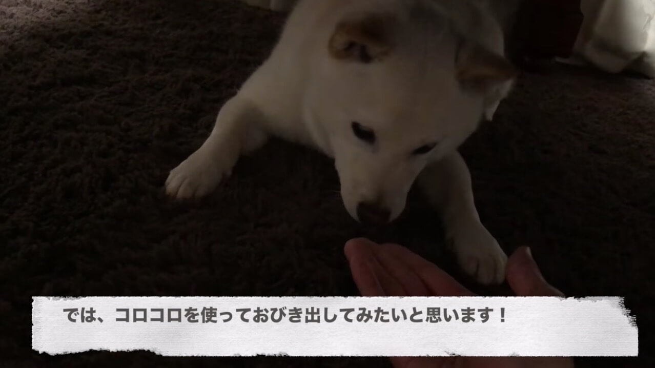 柴犬,YouTube