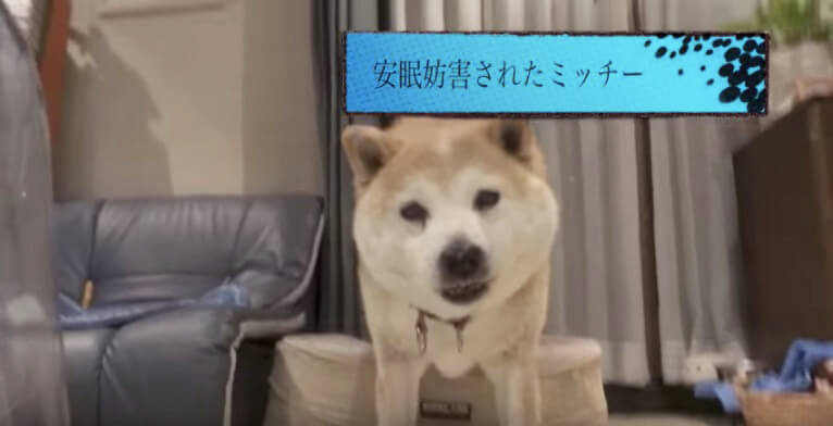 柴犬,YouTube