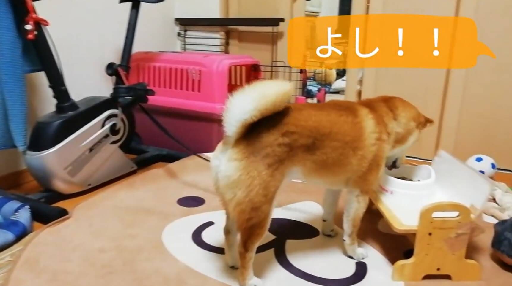 柴犬,YouTube