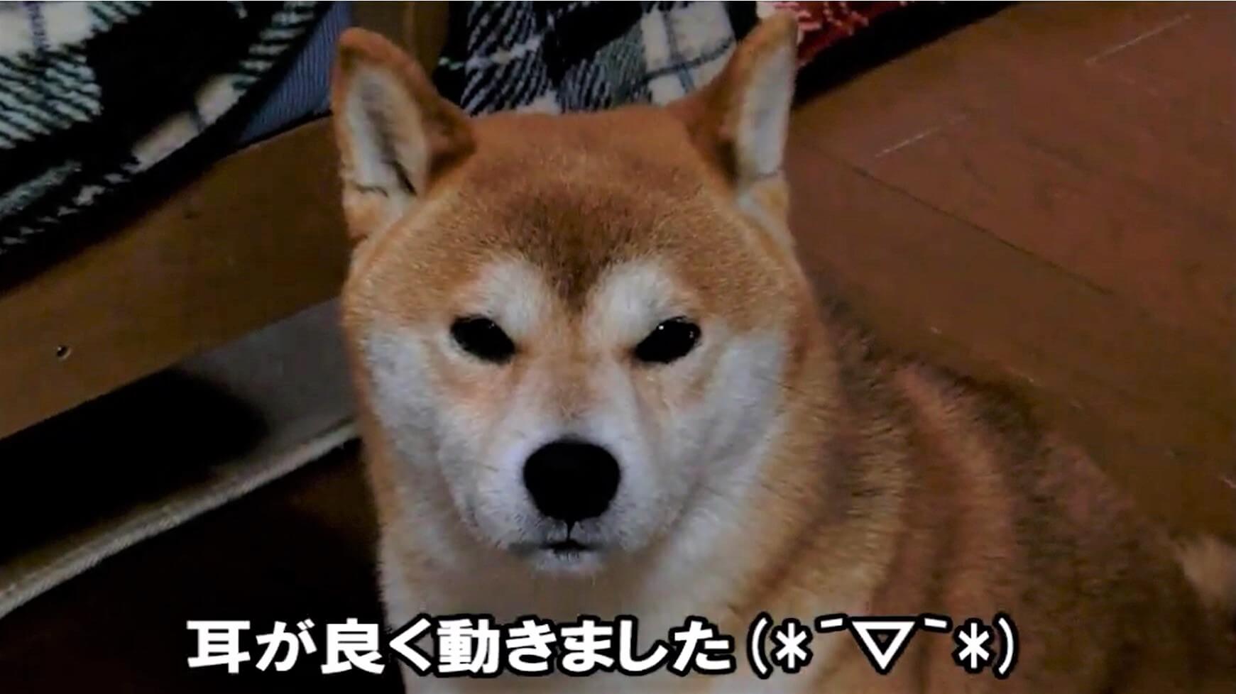 柴犬,YouTube