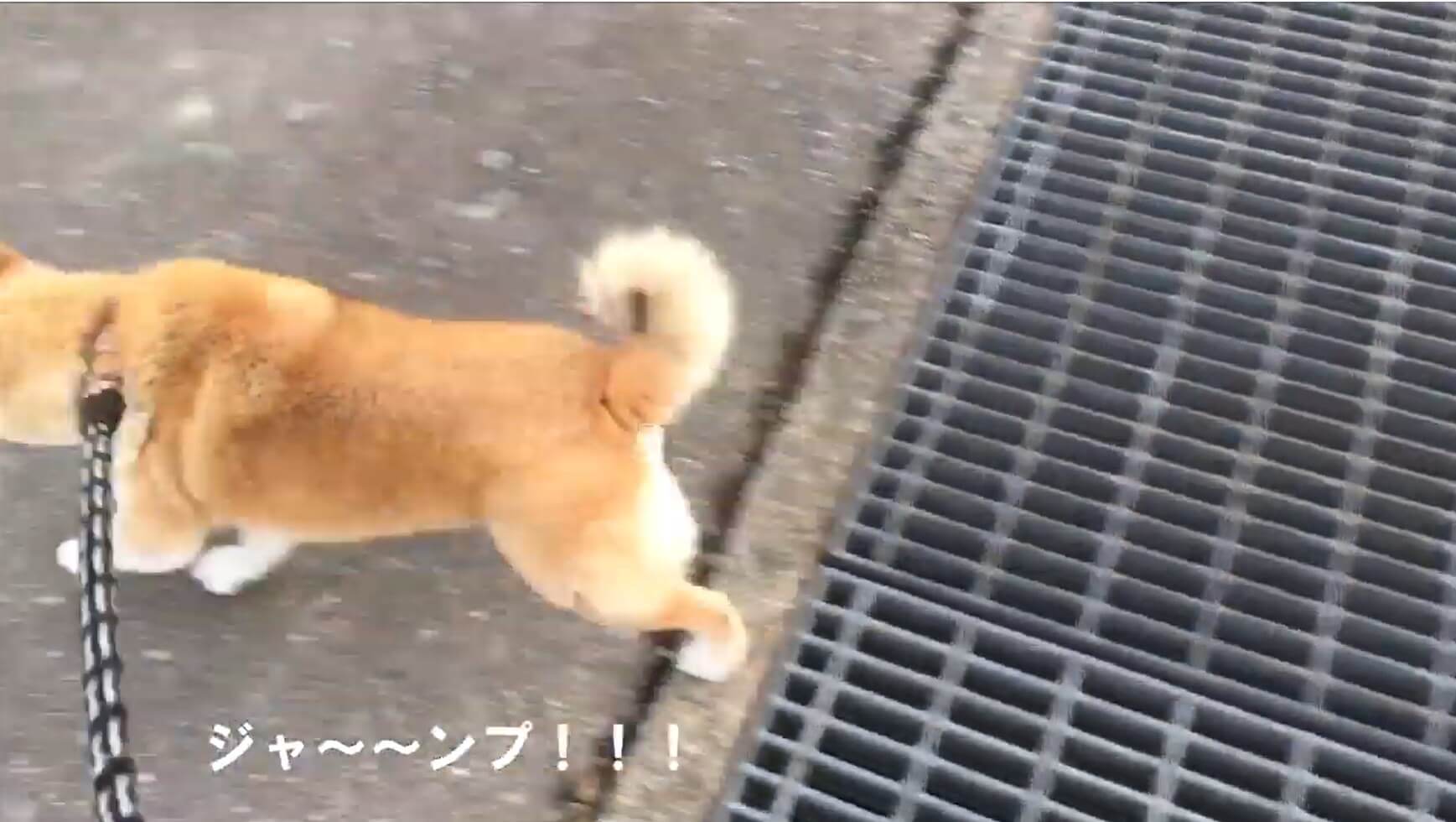 柴犬,YouTube