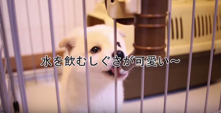 柴犬,YouTube