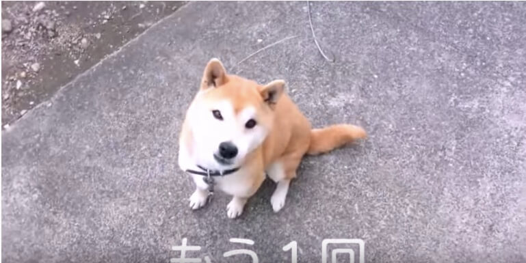 柴犬,YouTube