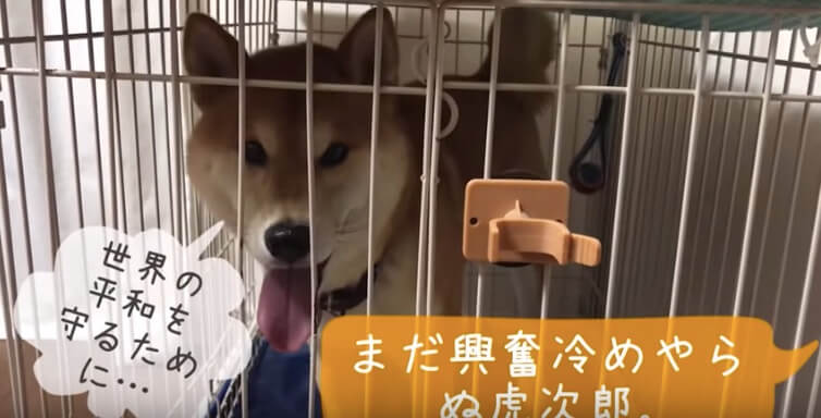 柴犬,YouTube