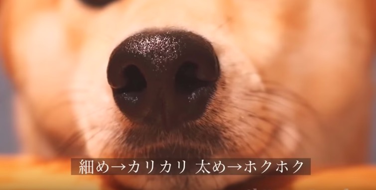 柴犬,YouTube