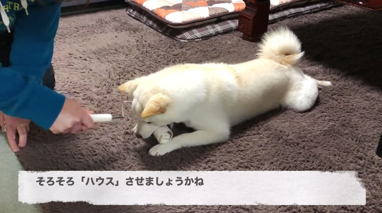 柴犬,YouTube