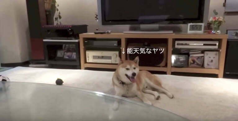 柴犬,YouTube