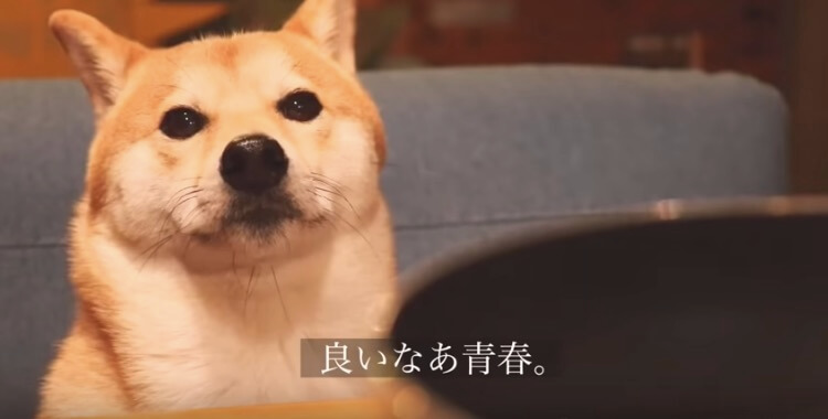 柴犬,YouTube