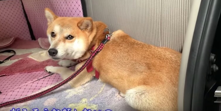 柴犬,YouTube